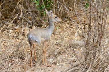 Afrika Ulusal rezerv dik-dik