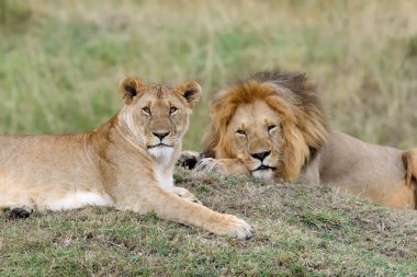 Aslan Kenya Milli Parkı