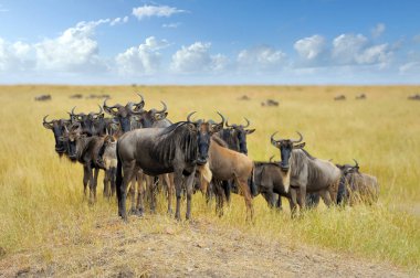 Afrika'nın milli parkta wildebeest