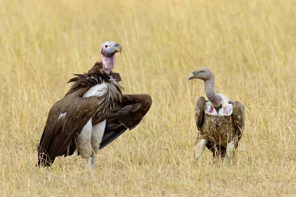 Vautour dans le parc national du Masai Mara — Photo