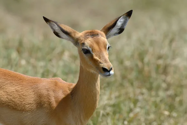 Impala op de savanne in Afrika — Stockfoto