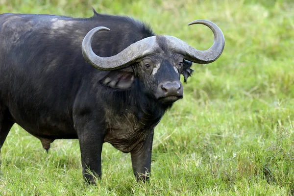 Toro salvaje de búfalo africano — Foto de Stock