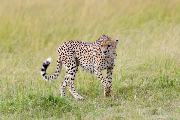 Dzikich afrykańskich gepard — Zdjęcie stockowe