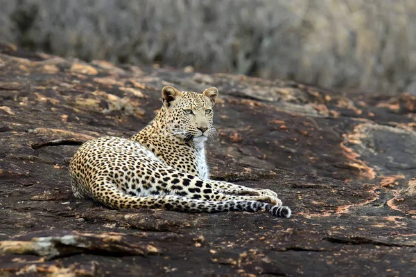 Leopardo no parque nacional do Quênia — Fotografia de Stock