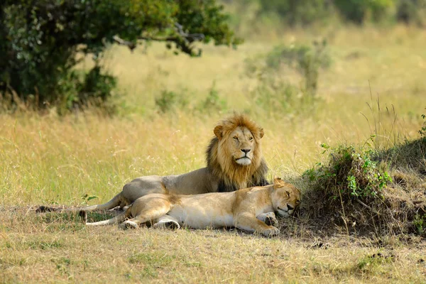 Lev v národním parku v Keni — Stock fotografie