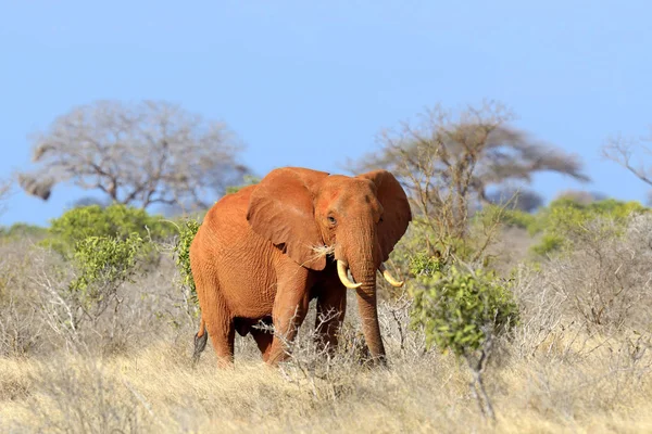 Elefant i nasjonalparken i Kenya – stockfoto