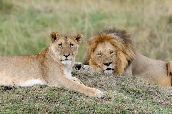 Lion dans le parc national du Kenya — Photo