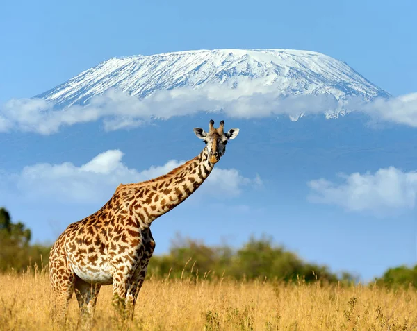 Jirafa en el Parque Nacional de Kenia — Foto de Stock