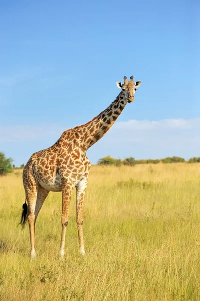 Giraffa nel Parco Nazionale del Kenya — Foto Stock