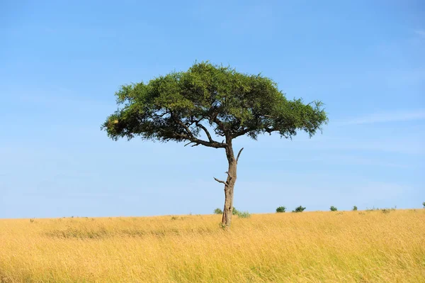 Landscape with tree in Africa — Stock Photo, Image