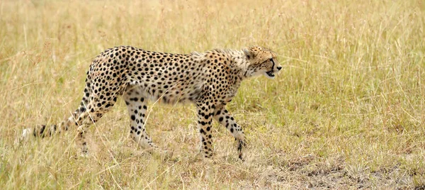 Guepardo salvaje africano —  Fotos de Stock