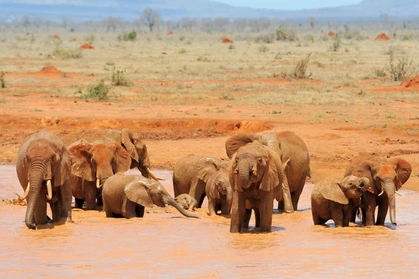 Elefante en el Parque Nacional de Kenia — Foto de Stock