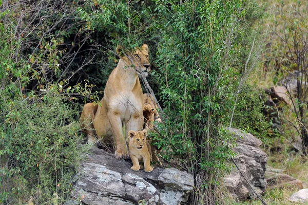 Lion in National park of Kenya — Stock Photo, Image