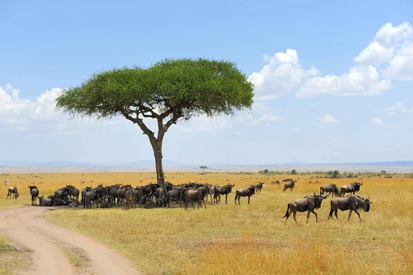 Afrika'nın milli parkta wildebeest — Stok fotoğraf