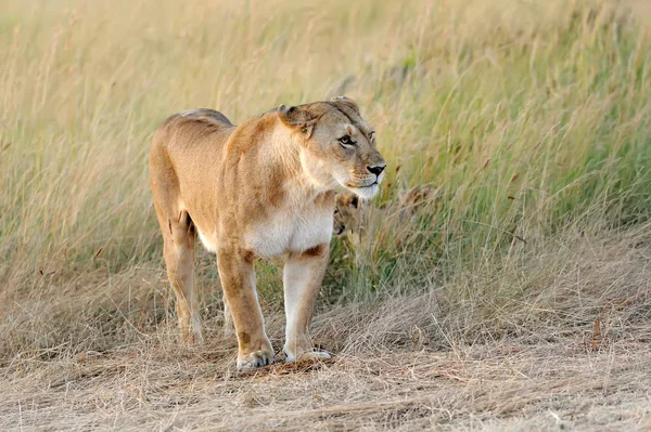 Lion in National park of Kenya — Stock Photo, Image