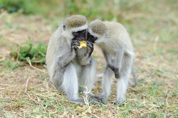 Kočkodani opice v národním parku v Keni — Stock fotografie