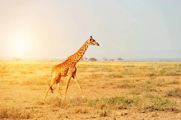 Giraffe in National park of Kenya — Stock Photo, Image