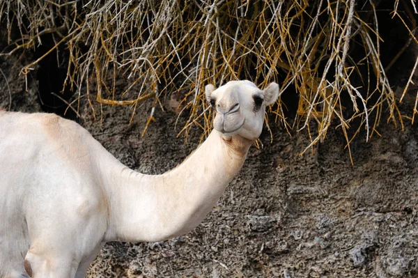 Fechar cabeça de camelo — Fotografia de Stock