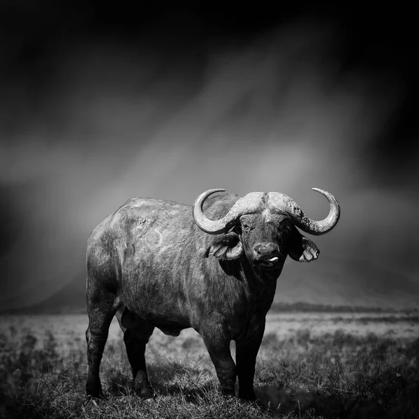Bir Buffalo siyah beyaz resim — Stok fotoğraf