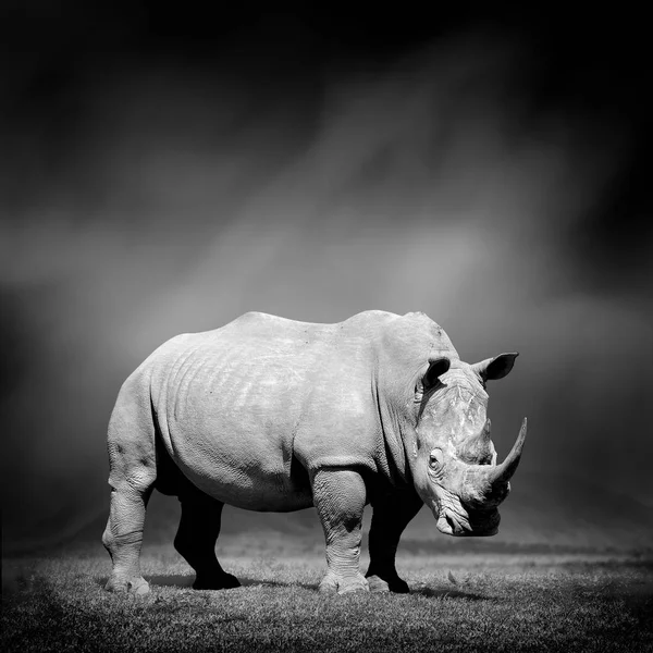 Imagem em preto e branco de um rinoceronte — Fotografia de Stock