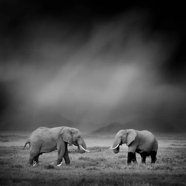 Bir filin siyah beyaz resim — Stok fotoğraf