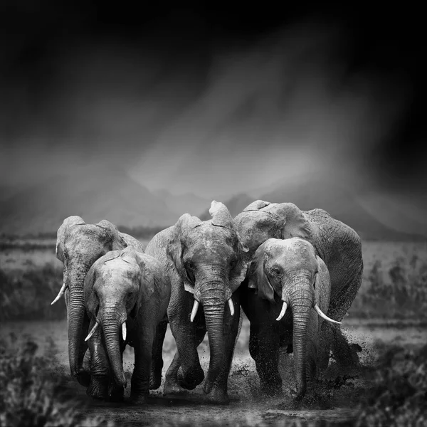 Imagen en blanco y negro de un elefante — Foto de Stock