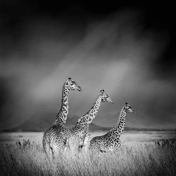 Image noir et blanc d'une girafe — Photo