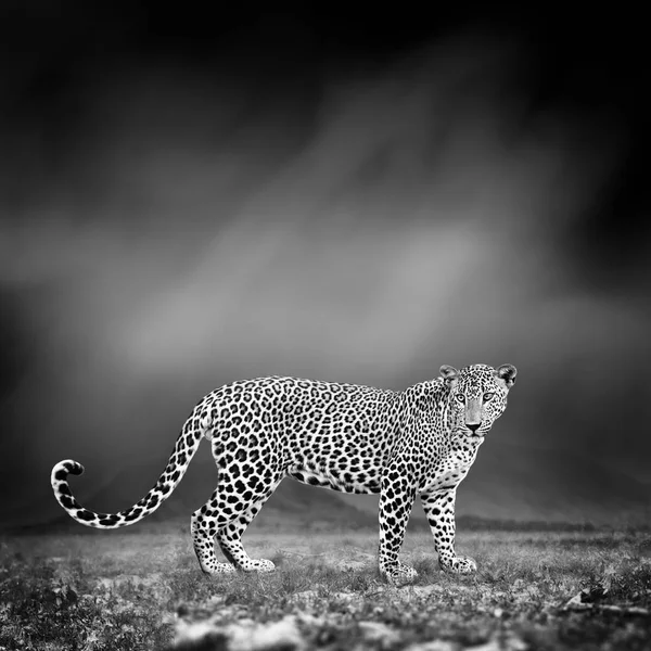 Black and white image of a leopard — Stock Photo, Image