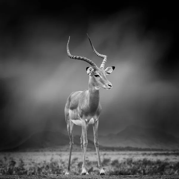 Imagem em preto e branco de uma impala — Fotografia de Stock