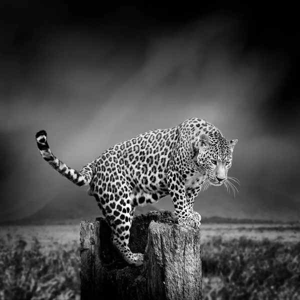 Immagine in bianco e nero di un leopardo — Foto Stock