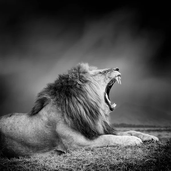 Černobílý obraz lva — Stock fotografie