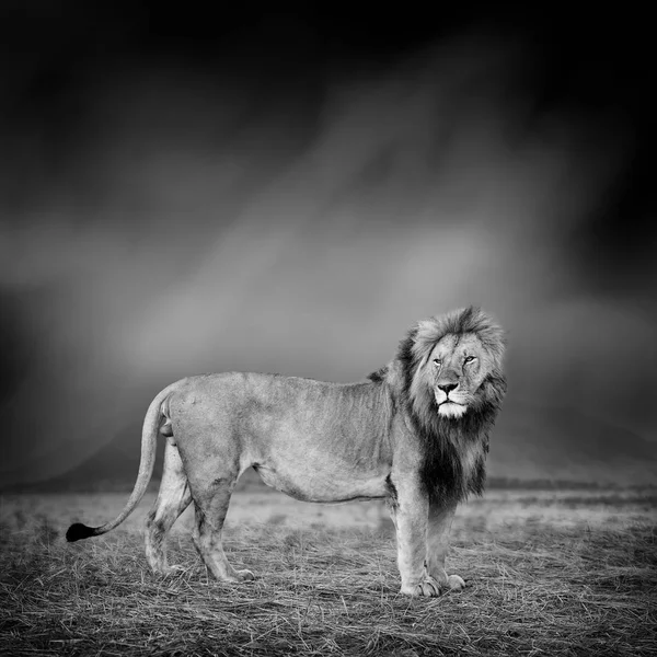 Image en noir et blanc d'un lion — Photo