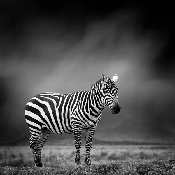 Svartvit bild på en zebra — Stockfoto