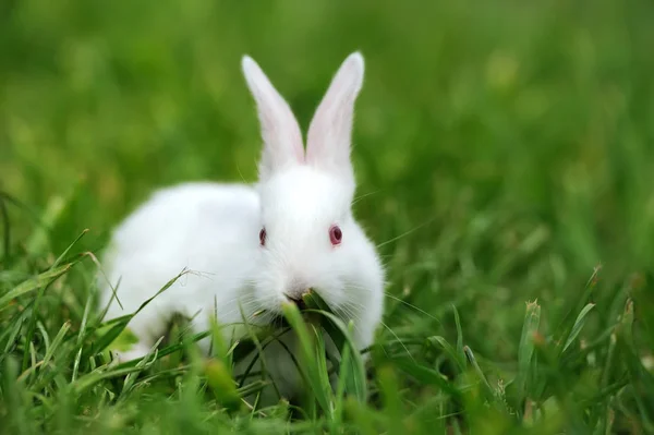 Bebé conejos blancos en la hierba —  Fotos de Stock