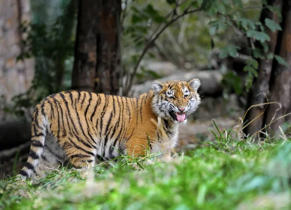 Tigerjunge im Gras — Stockfoto