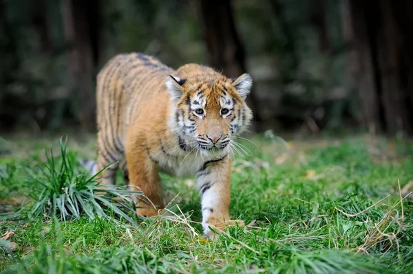 Tigre cachorro en la hierba — Foto de Stock