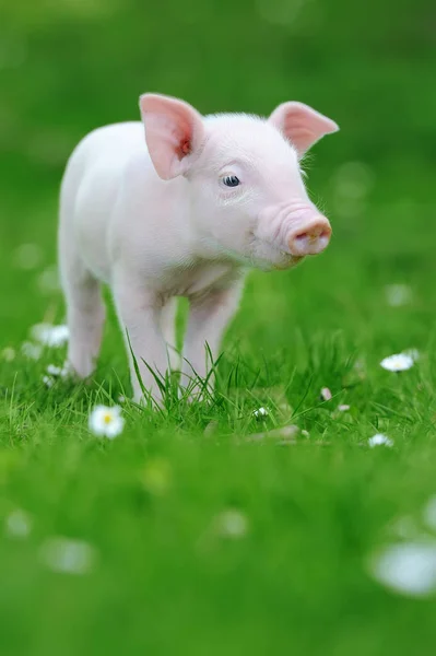 젊은 잔디에 돼지 — 스톡 사진