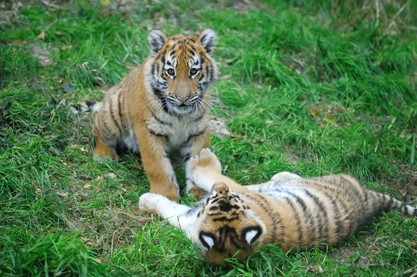Tygrys cub w trawie — Zdjęcie stockowe