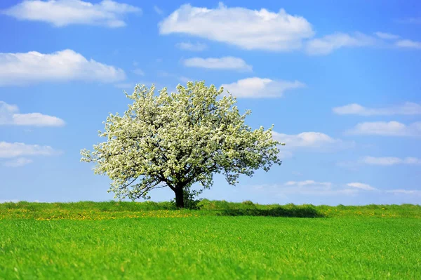 Single blossoming tree in spring — Stock Photo, Image