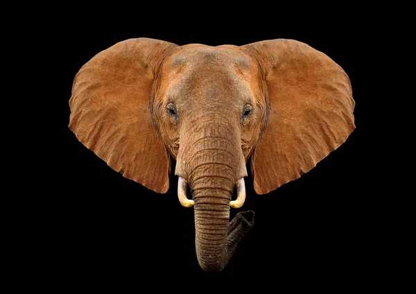 Elefante cabeça em um fundo preto — Fotografia de Stock