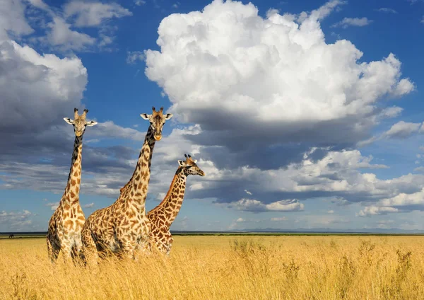Giraffe in nationaal park van Kenia — Stockfoto