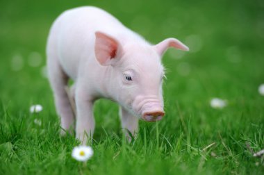 Genç çimenlerin üzerinde domuz