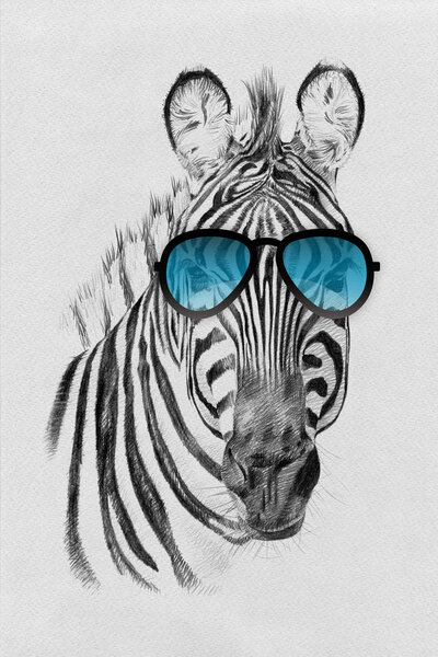 Portrait of zebra drawn by hand in pencil in sunglasses