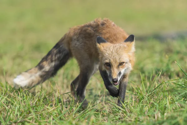 Liška v přírodě (Vulpes vulpes) — Stock fotografie