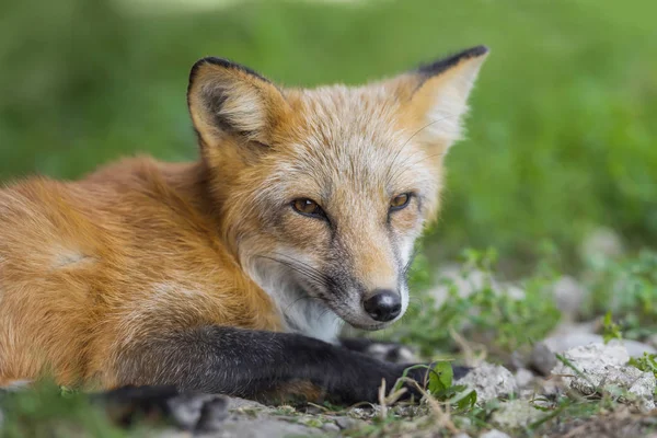 Red fox w przyrodzie (Vulpes vulpes) — Zdjęcie stockowe