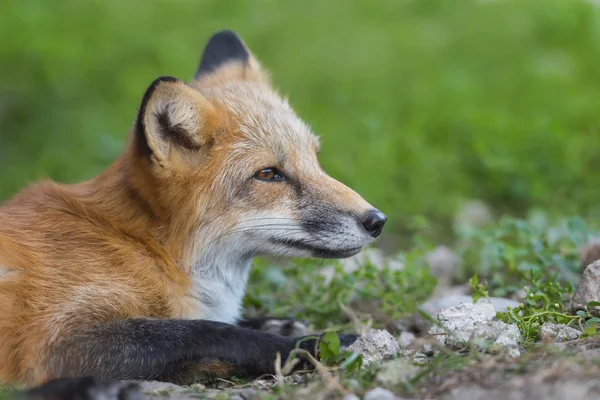 Red fox w przyrodzie (Vulpes vulpes) — Zdjęcie stockowe