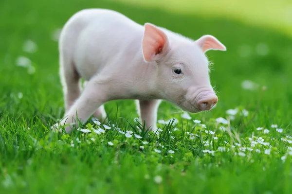 Young pig on grass — Stock Photo, Image