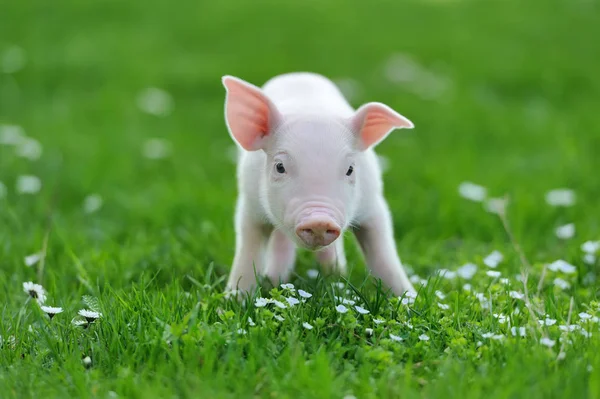 Young pig on grass — Stock Photo, Image