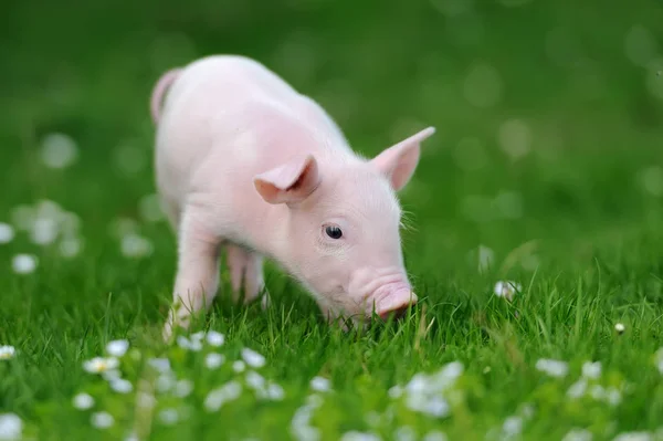 Young pig on grass — Stock Photo, Image