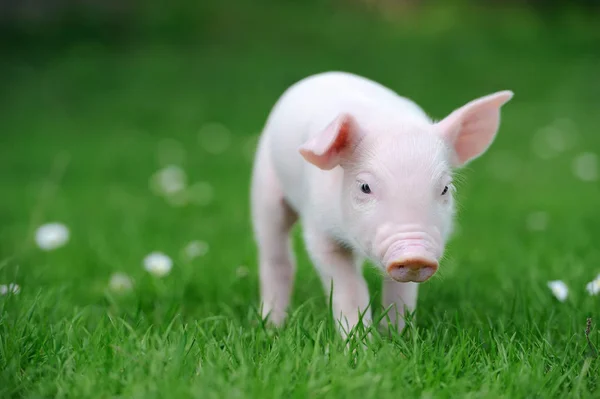 Молода свиня на траві — стокове фото